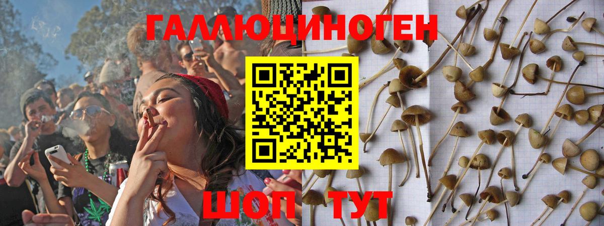 Псилоцибиновые грибы Psilocybe Дальнегорск
